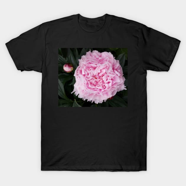 peony flower T-Shirt by robelf